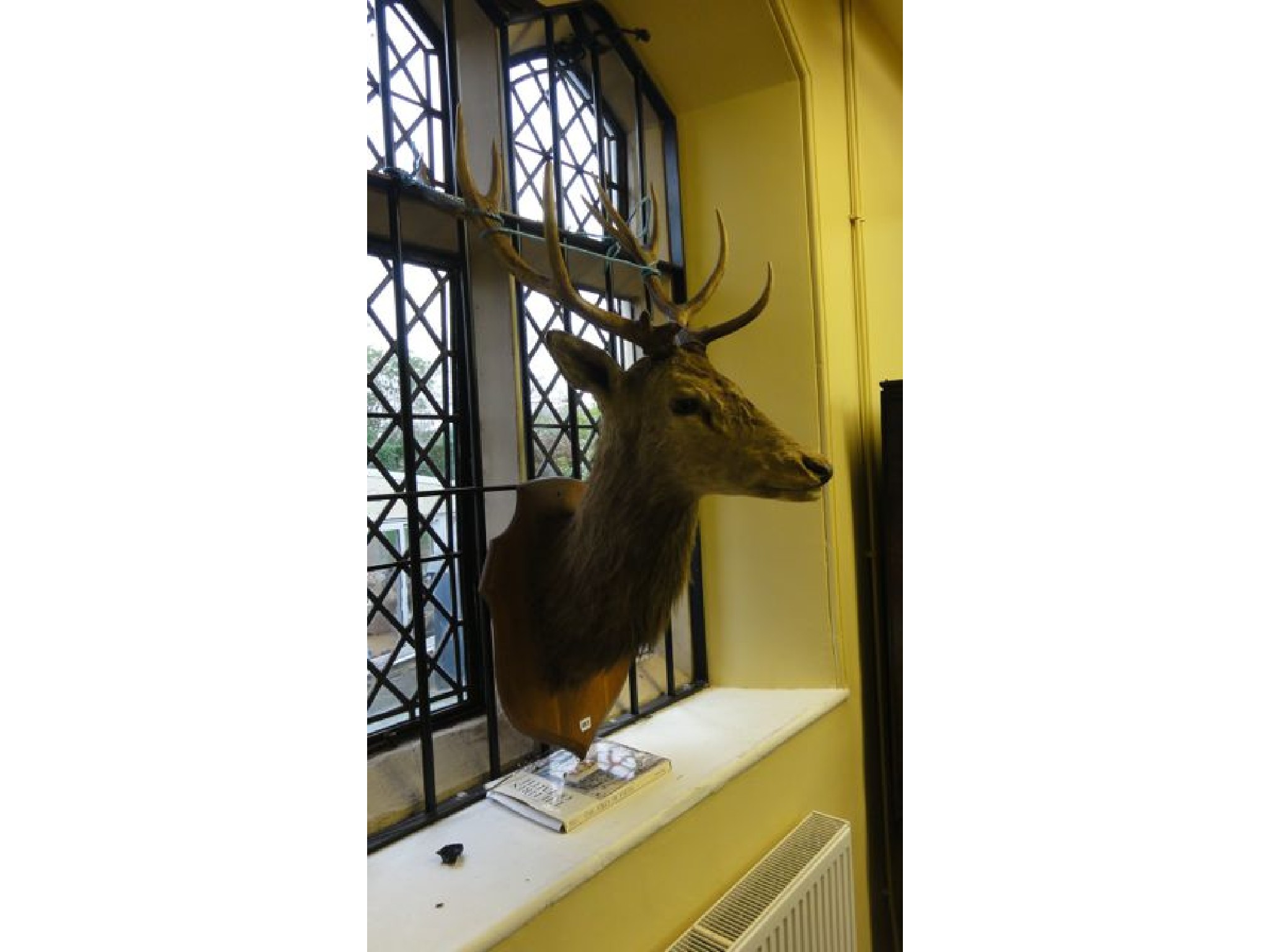 Appraisal: A stuffed and mounted stags head and antlers raised on