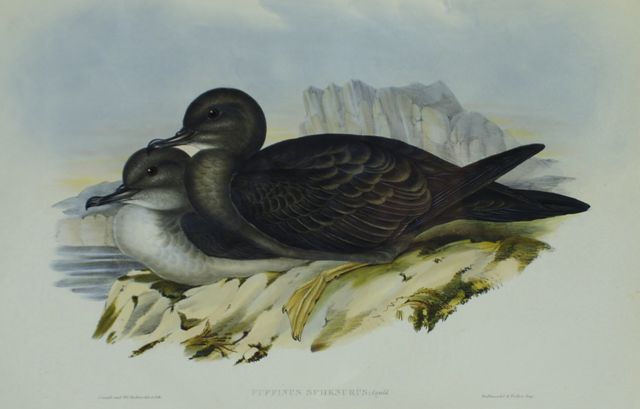 Appraisal: Wedge-tailed Petrel Puffinus Spenurus