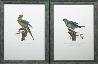 Appraisal: Francois Levaillant - The female yellow-fronted Parakeet and The golden-crowned