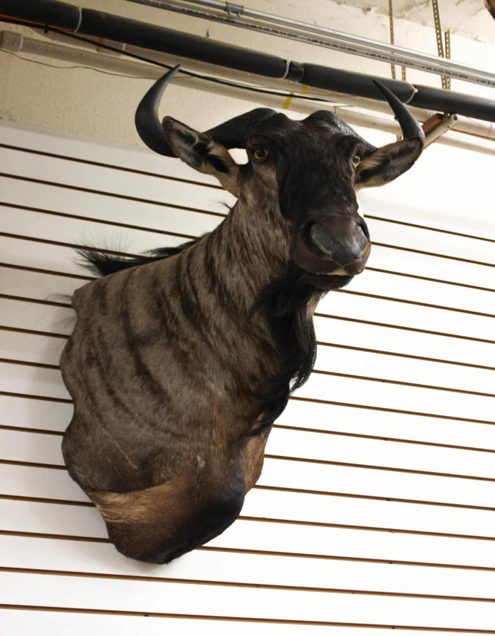 Appraisal: AFRICAN BLUE WILDEBEEST TAXIDERMY MOUNT head shoulder mount with horns