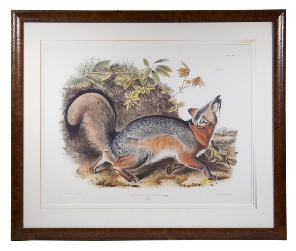 Appraisal: 'S RESTRIKE OF AUDUBON'S 'GREY FOX' Canesi Vulpus Virginianus from