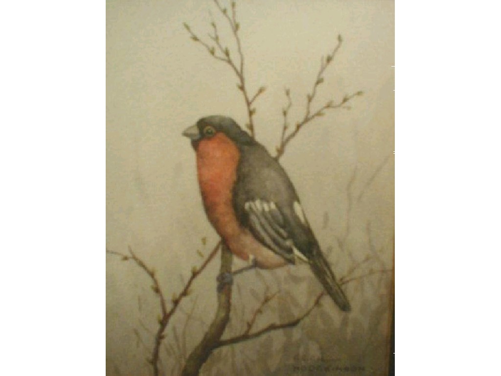 Appraisal: Cecil Hodgkinson - Robin bullfinch bird studies a pair signed