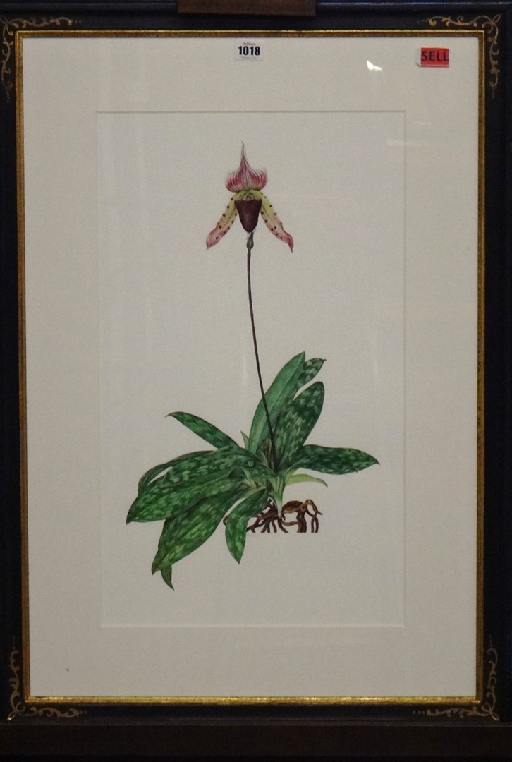 Appraisal: Kate Nessler contemporary Botanical specimens a group of four watercolours