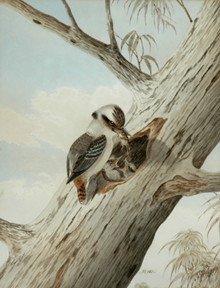 Appraisal: Neville Henry Pennington Cayley Snr - Kookaburra Feeding Young with