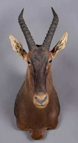 Appraisal: Taxidermy shoulder mount of a tsessebe A taxidermy shoulder mount