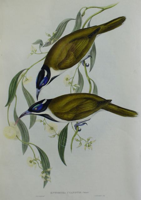 Appraisal: Blue-faced Entomyza Entomyza Cyanotis Lithograph by Elizabeth Gould