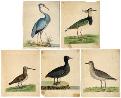 Appraisal: Five Eleazar Albin etchings British - water birds The Blew