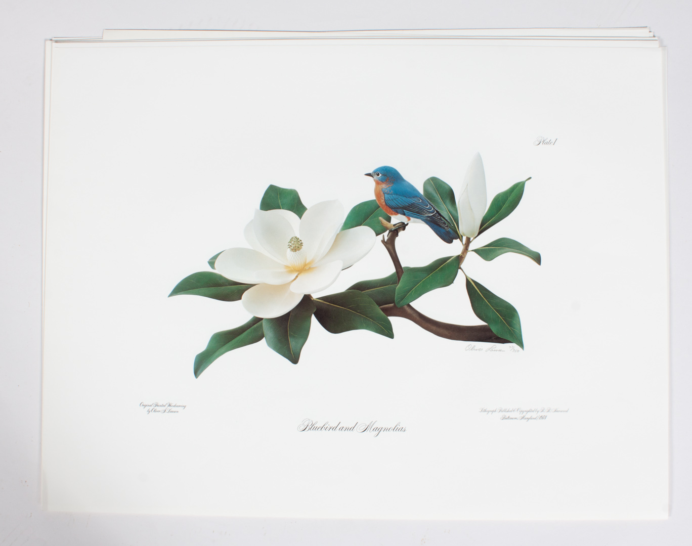 Appraisal: Oliver Lawson lithographs American th st century Plate I Bluebird