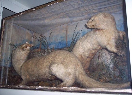 Appraisal: A taxidermy case containing two otters in a naturalistic setting