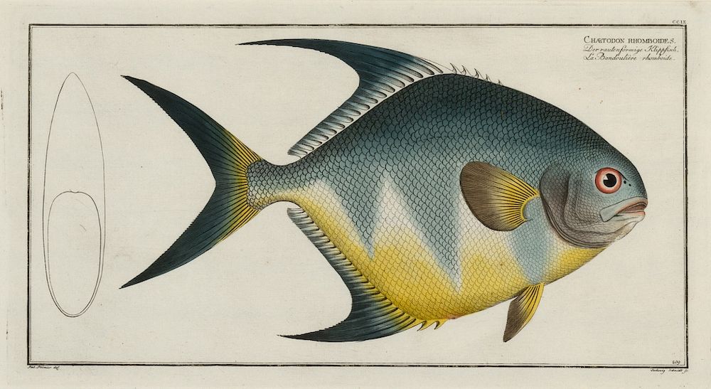 Appraisal: Bloch Chaetodon rhomboides ca - Artist Name Bloch Marcus Elieser