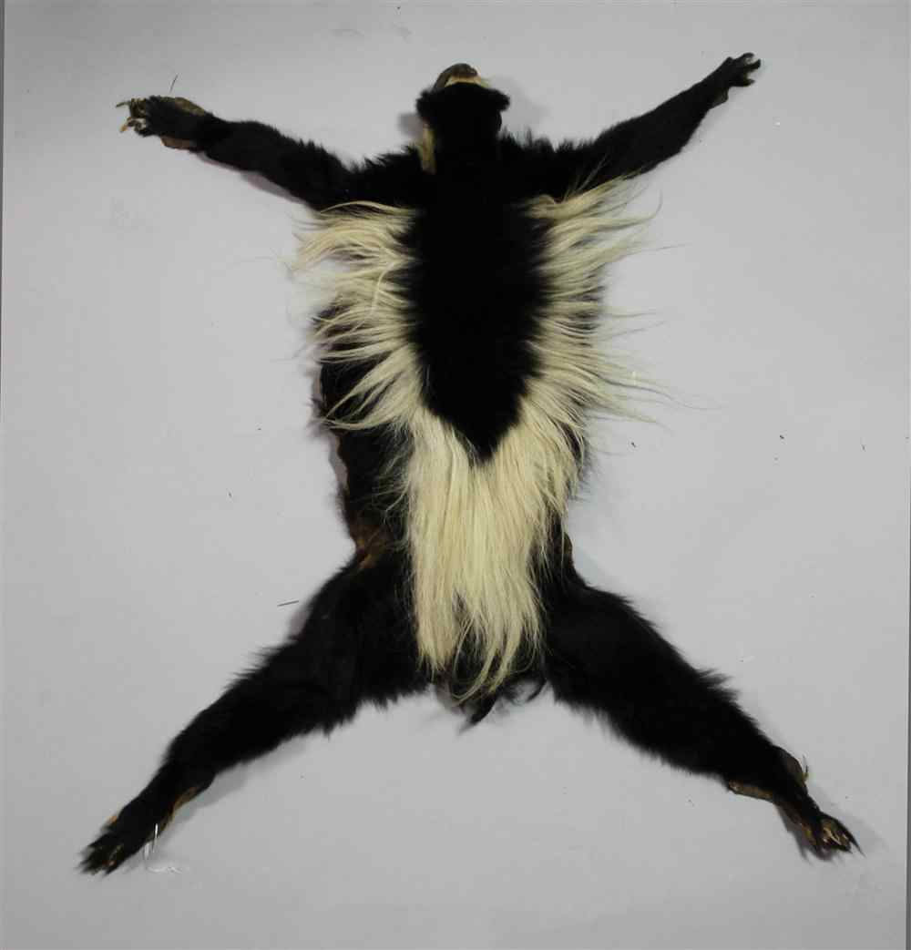 Appraisal: EAST AFRICAN LONG HAIRED COLUBUS MONKEY SKIN their name is