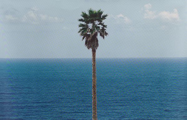 Appraisal: JOHN BALDESSARI AMERICAN - x Palm Tree Offset lithograph signed