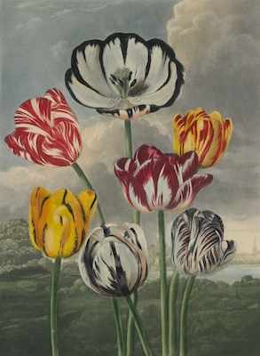 Appraisal: Dr Robert John Thornton British - Publisher ca - Tulips