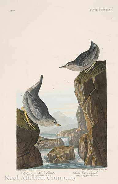 Appraisal: John James Audubon American - Columbian Water Ouzel Arctic Water