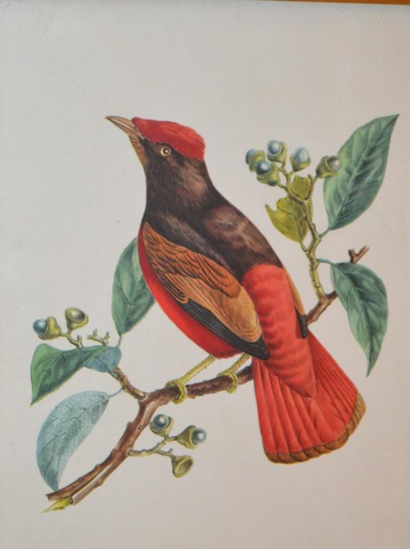 Appraisal: J TH DESCOURTILZ PAGAENTY OF TROPICAL BIRDS INCLUDING FRAMED AND