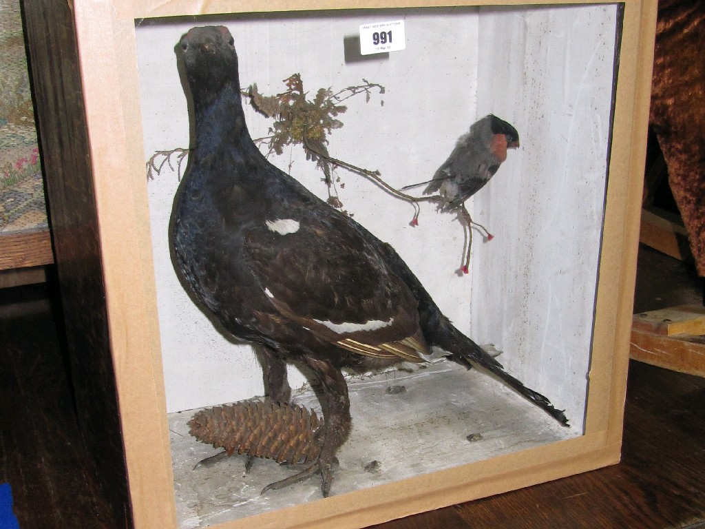 Appraisal: Taxidermy of a black grouse and a song bird in