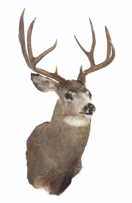 Appraisal: A Taxidermy White-Tailed Buck Shoulder Mount lacking shield Height inches