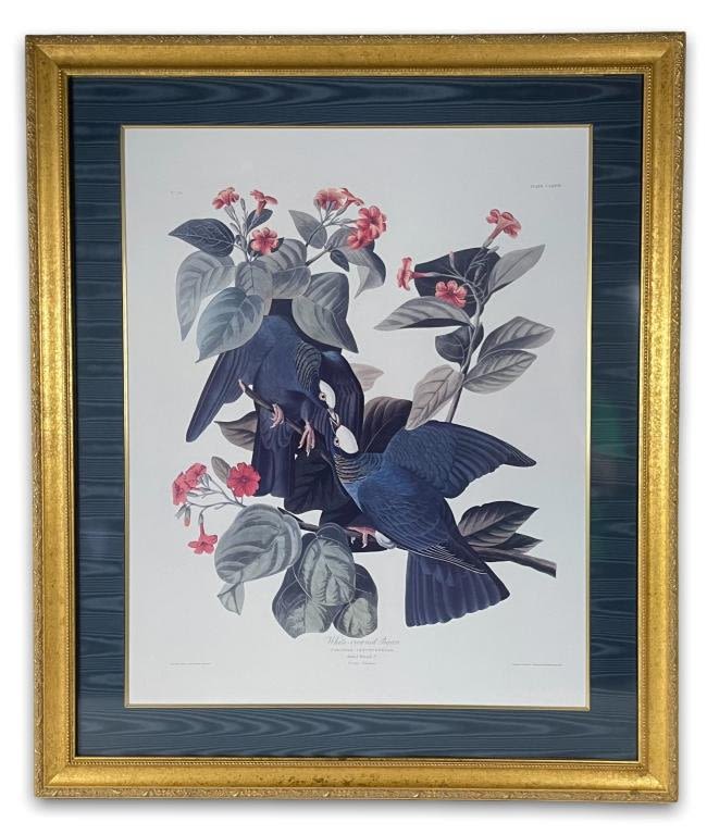 Appraisal: Ornately Framed John James Audubon PrintWhite Crown Pigeon Good condition