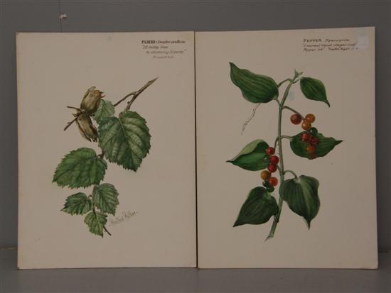 Appraisal: Winifred Walker plant studies 'Filberd - Corylus Avellana' and 'Pepper