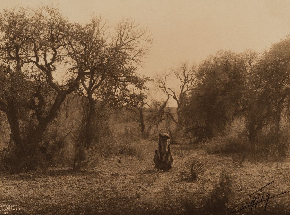 Appraisal: Edward Curtis Among the Oaks - Apache Edward S Curtis