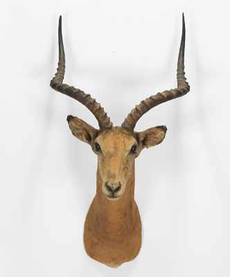 Appraisal: A Mounted Impala's Head Trophy Taxidermy full head of an