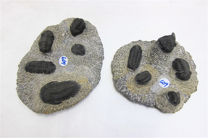 Appraisal: TWO FOSSIL AND MATRIX STONES each having round rough shale