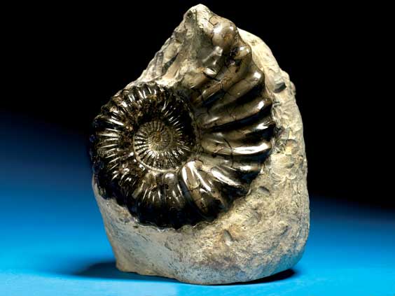 Appraisal: A DECORATIVE AMMONITE Romaniceras sp Cretaceous Las Vigas Chihuahua Mexico