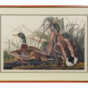 Appraisal: After John James Audubon American - Mallard Duck Plate CCXXI