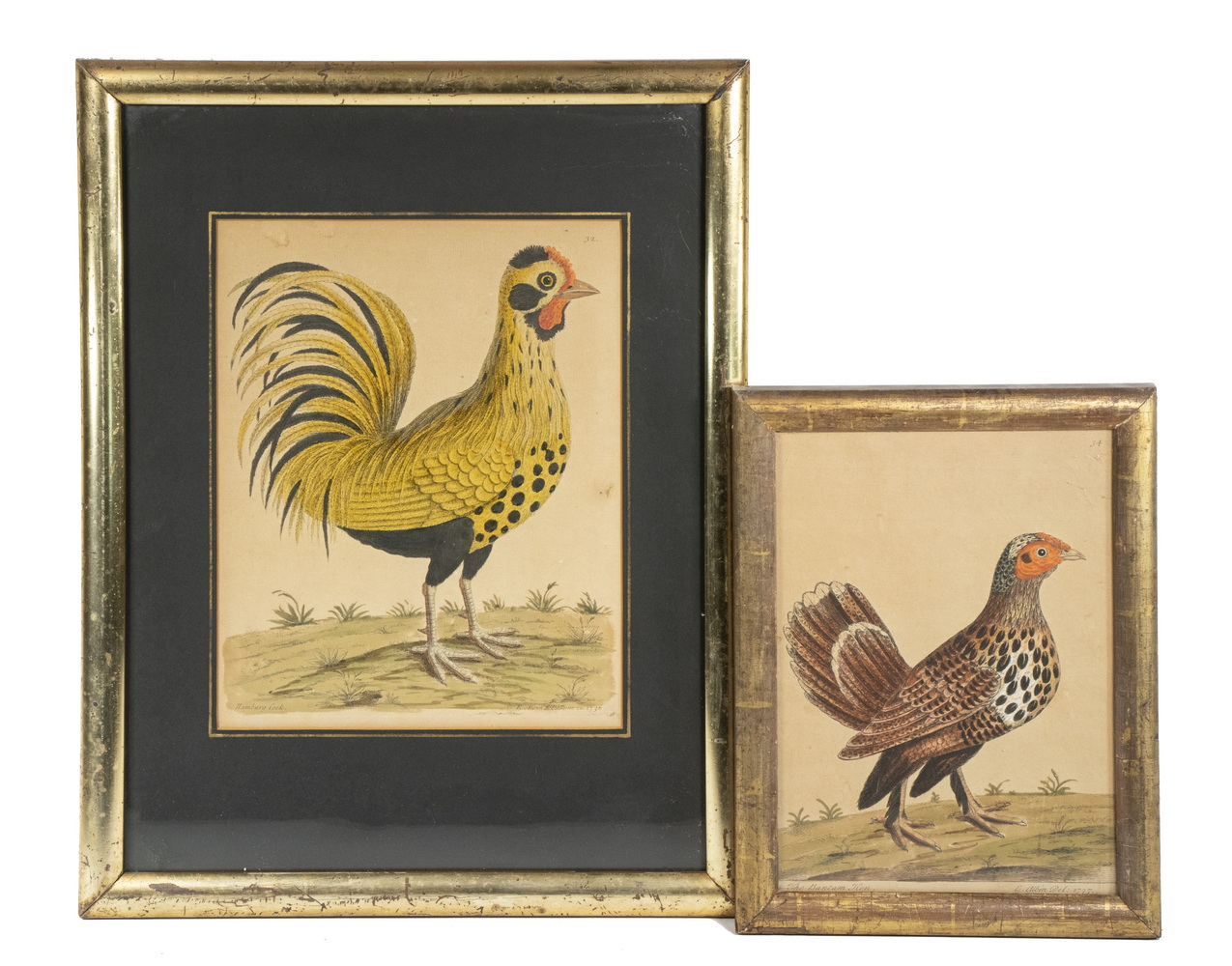 Appraisal: TH C BRITISH GAMECOCK PRINTS BY ELIZABETH ALBIN The Bantam