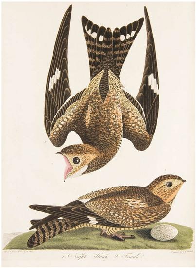 Appraisal: WILSON Alexander - and George ORD - American Ornithology or