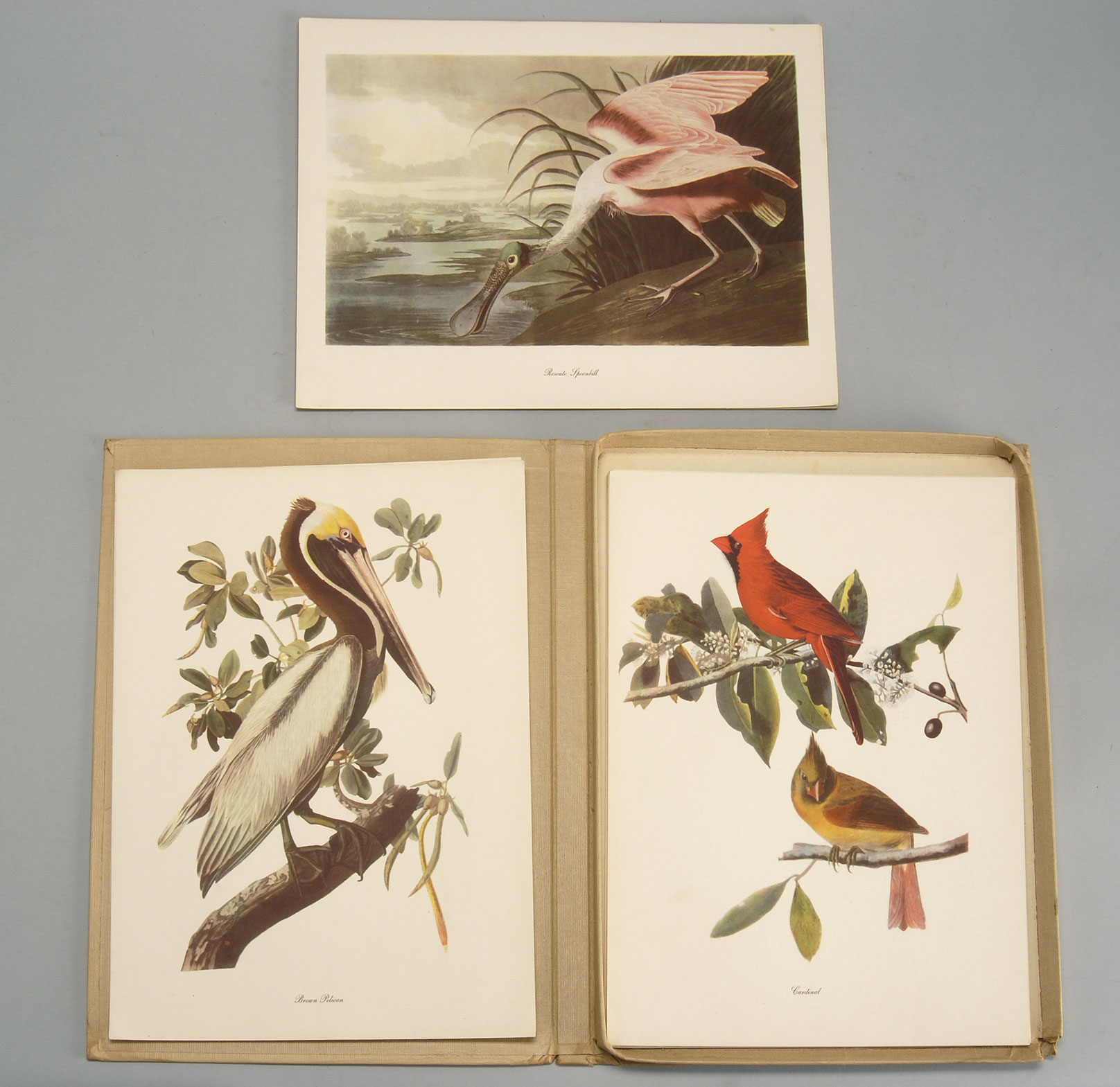 Appraisal: LOT OF REPRODUCTION AUDUBON PRINTS Printed by J T Bowen