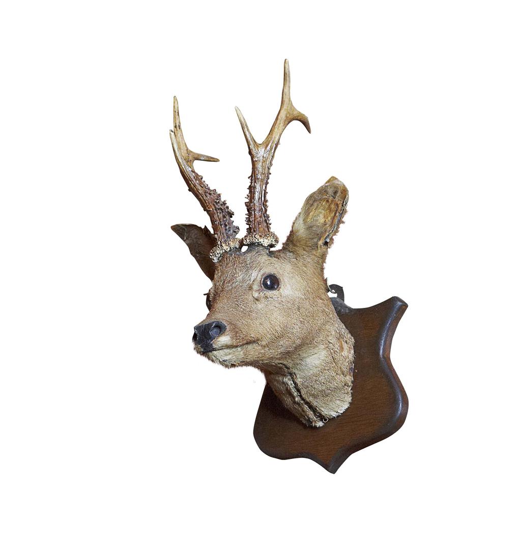 Appraisal: TAXIDERMY ROE DEER HEAD LATE TH EARLY TH CENTURY on