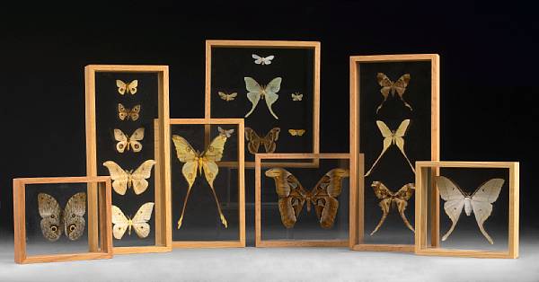 Appraisal: Framed Collection of Moths Lepidoptera Worldwide Localities Moths can be