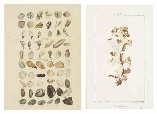 Appraisal: MOLLUSKS WOOD WILLIAM A group of hand-colored engravings of shells