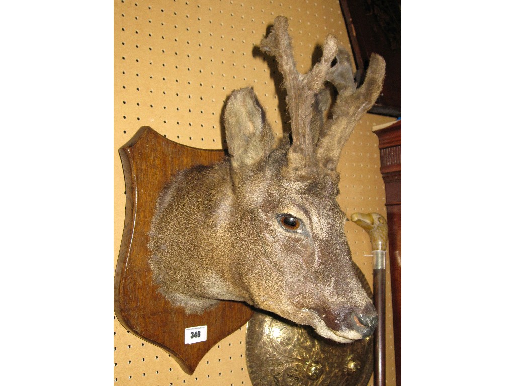 Appraisal: Taxidermy of a deer's head