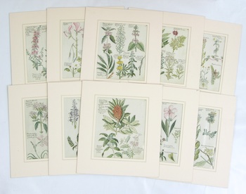 Appraisal: German School ca A series of ten original botanical watercolors