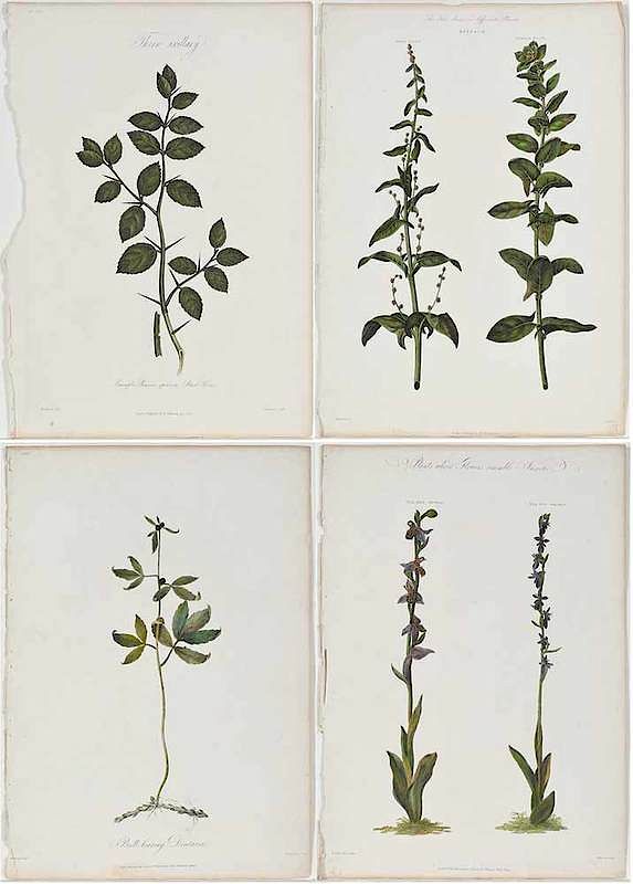 Appraisal: Robert John Thornton Publisher British - Four botanical plates from