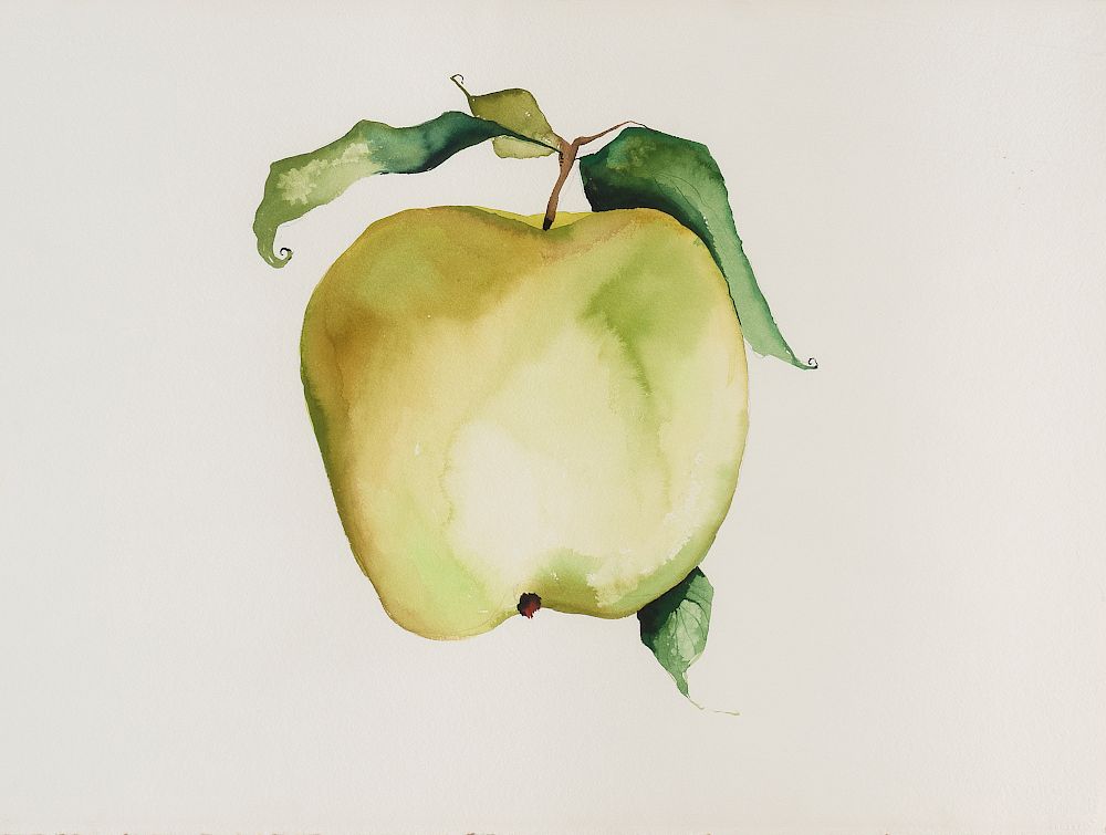 Appraisal: Unknown Apple Unknown Apple watercolor on paper x inches x