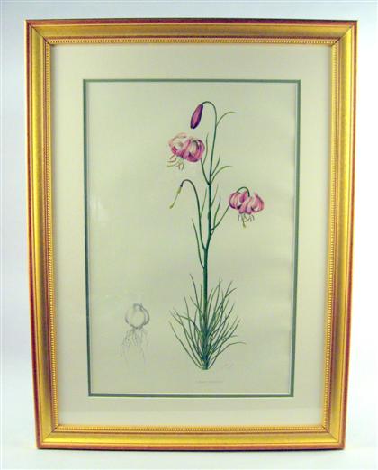 Appraisal: Six hand-colored lithographs of lilies grove circa london Framed H