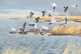 Appraisal: Maynard Reece b Snow Geese Blue Geese Maynard Reece b