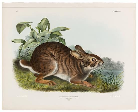 Appraisal: AUDUBON John James - Swamp Hare Plate XXXVII AUDUBON John