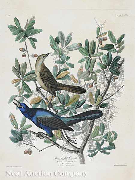 Appraisal: John James Audubon American - Boat-tailed Grackle Plate CLXXXVII from