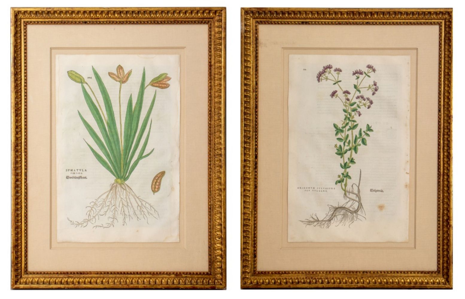 Appraisal: BOTANICAL HAND COLORED ENGRAVINGS PAIR Pair of hand-colored engravings from