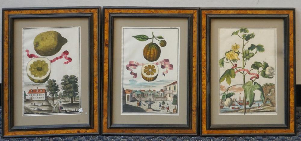 Appraisal: Three German Botanical Hand-Colored Engravings Framed x in x cm