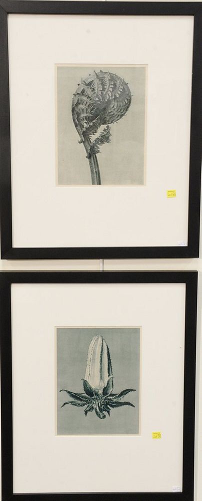 Appraisal: Six Karl Blossfeldt framed images depicting forms from nature plants