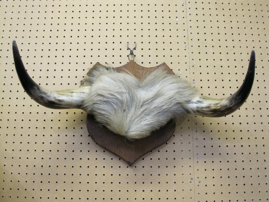 Appraisal: Set of mounted cow horns on shield back