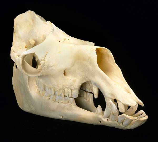 Appraisal: Dromedary Camel Skull Camelus dromedairus Northern and eastern Africa western