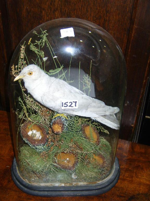 Appraisal: A stuffed and mounted albino cuckoo in naturalistic setting beneath