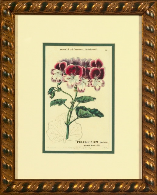 Appraisal: Robert Sweet British - Geraniums suite of eight hand-colored engravings