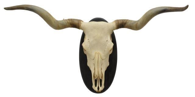 Appraisal: Longhorn steer skull and horns on wood mount approx w